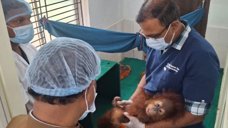 India News | Odisha: All 5 Rescued Baby Orangutans at Nandankanan Zoo Stable, Feed Intake Normal