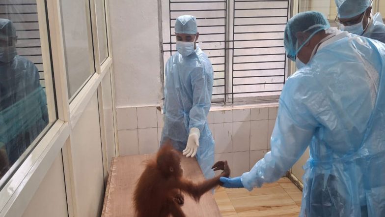 India News | Odisha: Expert Committee Inspects 5 Juvenile Orangutans at Nandankanan Zoo