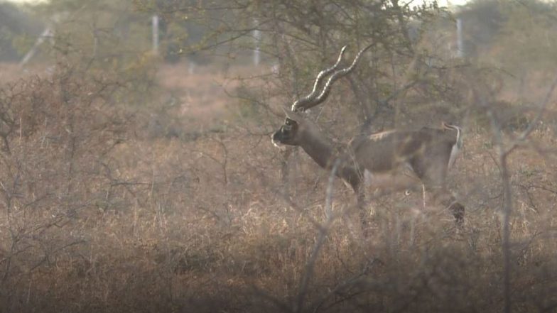 India News | Vallanadu Sanctuary: Dry-land Refuge for Tamil Nadu's Blackbucks