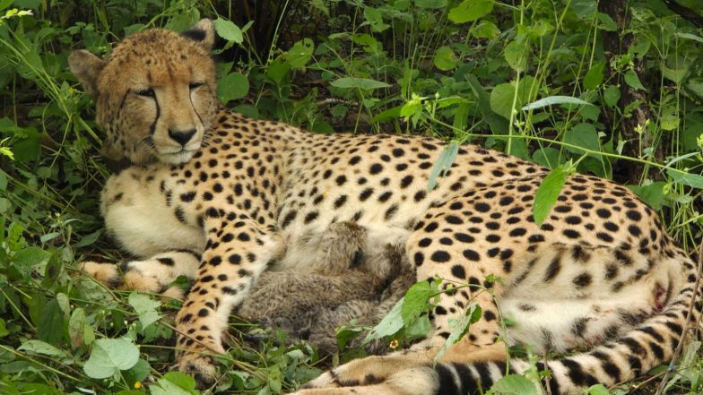 India News | Indian Born Cheetah KGP12 Gives Birth to Four Cubs in Kuno