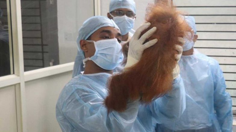 India News | Odisha: 5 Rescued Orangutan Babies Stable at Nandankanan Zoo; Expert Panel Advises Diet Upgrade