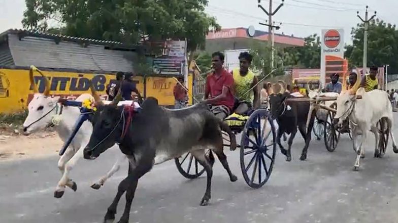 India News | Bullock Cart Race Draws Large Crowds to Mark Vinayagar Chaturthi Celebrations in Thoothukudi