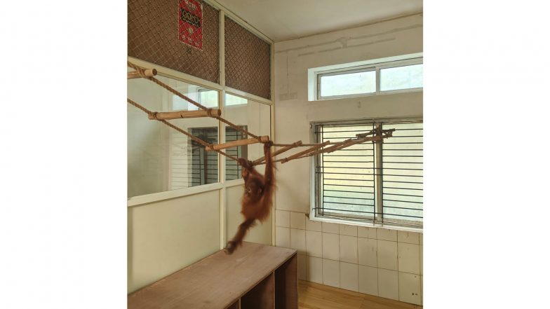India News | Orangutan Babies at Nandankanan Show Stable Health, Normal Behaviour After Severe Anaemia