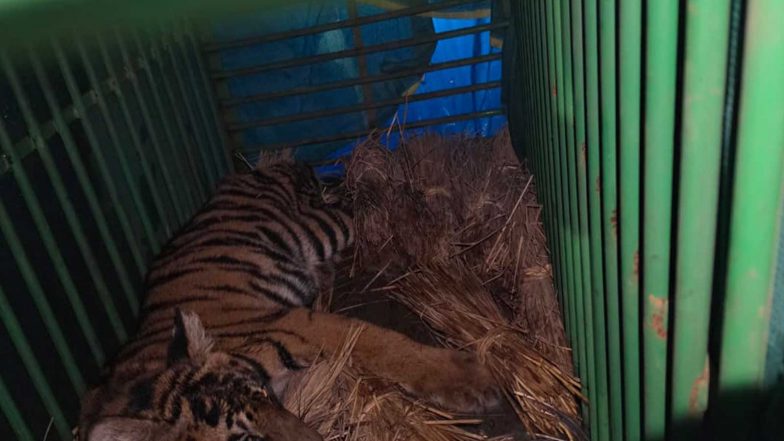 India News | Odisha: Tiger Cub Rescued from Mayurbhanj Shows Steady Recovery After Veterinary Care