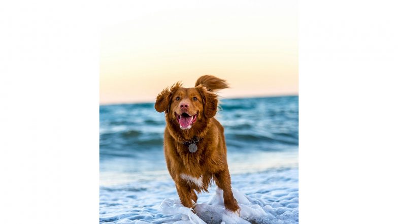 Health News | Dogs’ Brains Can Segment Speech into Words, Study Finds