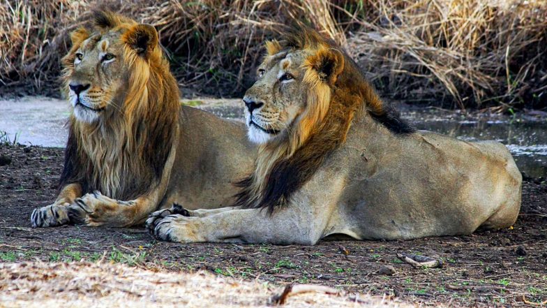 India News | Gujarat Govt Restructures Porbandar Forest Division to Strengthen Asiatic Lion Rehabilitation in Barda