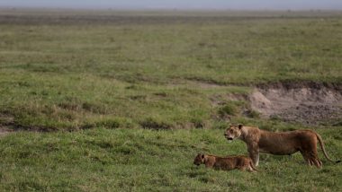 Tanzania Lion Deaths: 10 Lions Found Dead in Ngorongoro, Poisoning Suspected