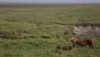 Tanzania Lion Deaths: 10 Lions Found Dead in Ngorongoro, Poisoning Suspected