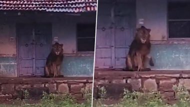 Gujarat: Lion Enters House Near Ditala Village in Amreli, Video Goes Viral