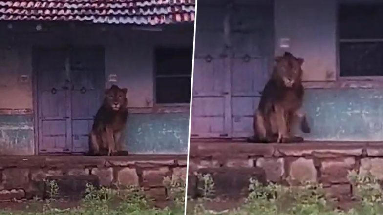 Gujarat: Lion Enters House Near Ditala Village in Amreli, Video Goes Viral