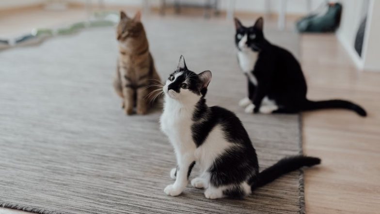 Chembur Cat Killings: FIR Registered After Nearly 20 Cats Found Dead; PETA India Offers INR 50,000 Reward