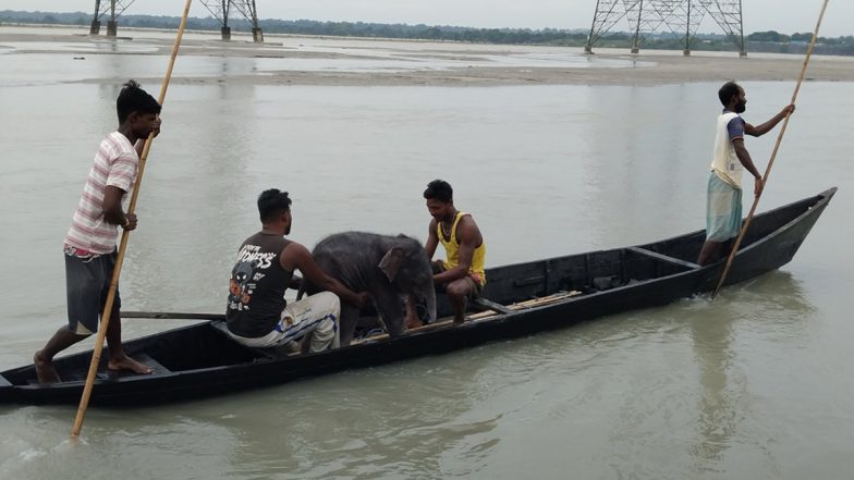 West Bengal: Fishermen Rescue Elephant Calf Swept 3 KM Down Teesta River, Reunite It With Mother