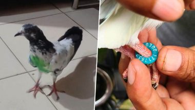 Pigeon With Pakistani Mobile Number Recovered in Kathua; Pics Emerge As Security Agencies Launch Probe