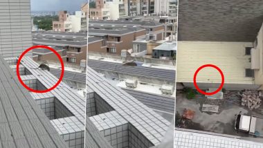 Viral Video Shows Rat Jumping off High-Rise Building; Netizens Call It 'Suicide'