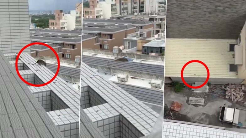 Viral Video Shows Rat Jumping off High-Rise Building; Netizens Call It 'Suicide'