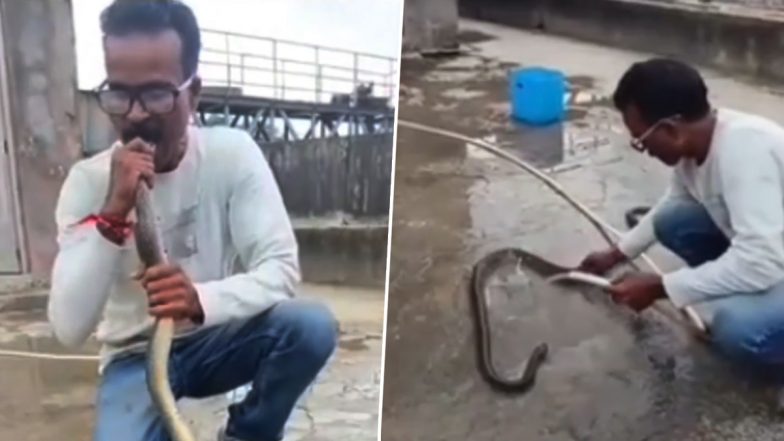 Snake CPR Video: Gujarat Rescuer Revives Reptile Found in Industrial ETP Tank