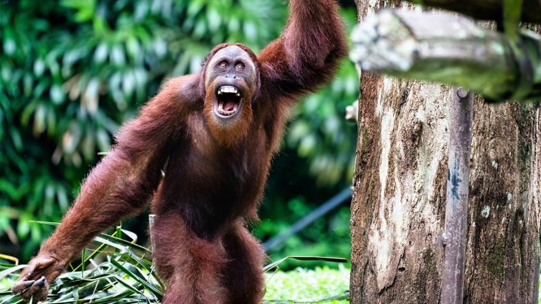 Orangutans Not Native to India Found in Balasore Forest; Odisha Government Orders High-Level Investigation