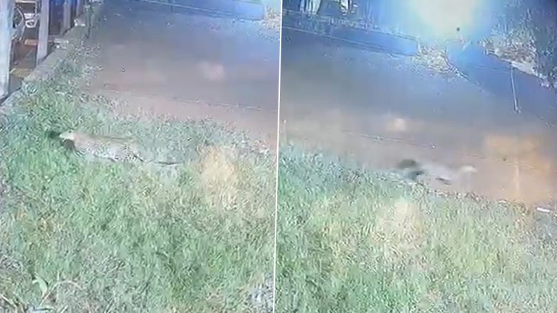 Viral Video of Leopard Sighting Near Mumbai's Dindoshi Triggers Concern; Forest Officials Urge Calm