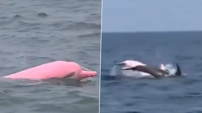 Rare Pink Dolphin Spotted Off Oman Coast in Muscat: Why Do Some Dolphins Have Pink Skin?