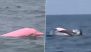 Rare Pink Dolphin Spotted Off Oman Coast in Muscat: Why Do Some Dolphins Have Pink Skin?