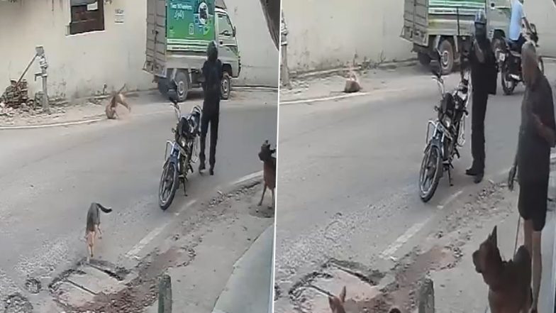Animal Cruelty in Lucknow: Man Shoots Stray Dog Dead With Rifle After It Barks at Him (Disturbing Video)
