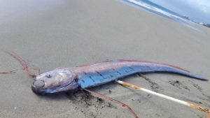 social-viral-‘Doomsday Fish’ Found in Chile: Massive 16-Foot Oarfish Washes Ashore on Beach, Reigniting Folklore on Natural Disasters