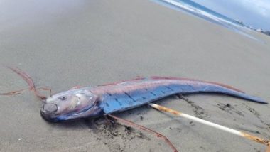 &lsquo;Doomsday Fish&rsquo; Found in Chile: Massive 16-Foot Oarfish Washes Ashore on Beach, Reigniting Folklore on Natural Disasters