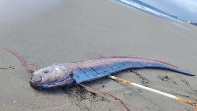 &lsquo;Doomsday Fish&rsquo; Found in Chile: Massive 16-Foot Oarfish Washes Ashore on Beach, Reigniting Folklore on Natural Disasters