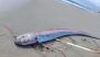 ‘Doomsday Fish’ Found in Chile: Massive 16-Foot Oarfish Washes Ashore on Beach, Reigniting Folklore on Natural Disasters