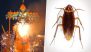 30-Foot Cockroach Effigy to Join Ravan, Kumbhkaran and Meghnad at Delhi Ramleela