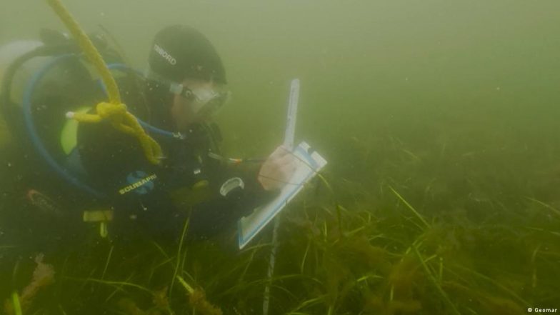 The Race to Restore Damaged Seagrass Meadows