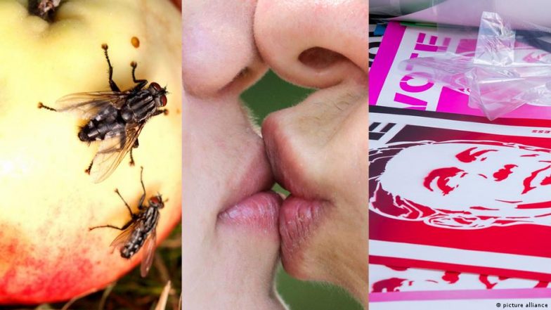 Rotten Food, Sex and Politics: What Connects Them?