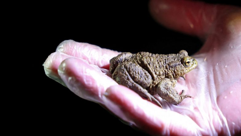 India News | Darjeeling's Himalayan Frog Population Genetically Isolated, Faces Hunting Pressure: Study