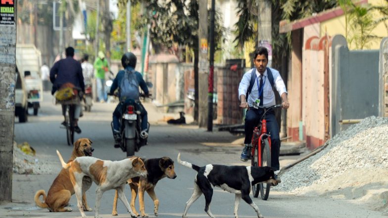 India News | Shimla Municipal Corporation Launches Mass Anti-Rabies ...