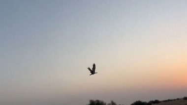 India News | Union Minister Bhupender Yadav Releases Two Captive-bred Great Indian Bustards in Jaisalmer