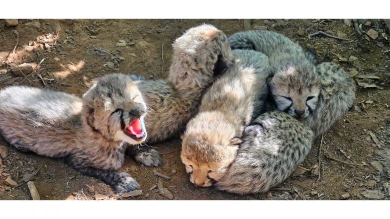 India News | MP: Indian-born Cheetah Gives Birth to Five Cubs at Kuno, Total Population Reaches 60
