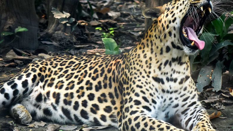India News | Gujarat: 3-year-old Child Killed in Suspected Leopard Attack in Navsari; 5 Forest Teams Deployed to Trap Big Cat