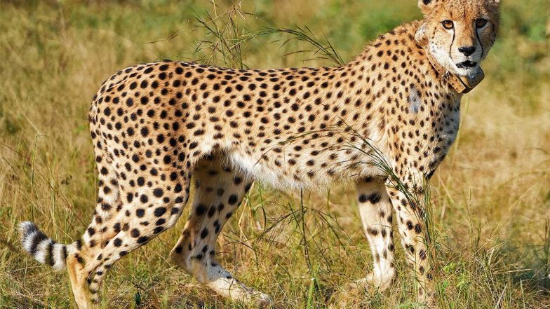 India News | MP CM Mohan Yadav to Release Two Cheetahs at Veerangana Durgavati Tiger Reserve