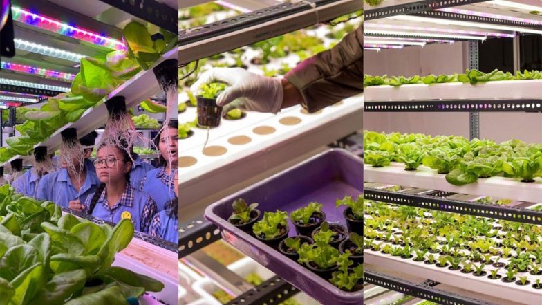 Business News | Can the Same Land Grow Food and Generate Solar Power? 9Growers is Exploring the Possibility