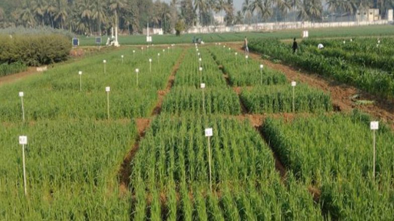 India News | Gujarat State Biotechnology Mission, AAU to Sign MoU to Establish Biomanufacturing Facilities for Biofertilizers 