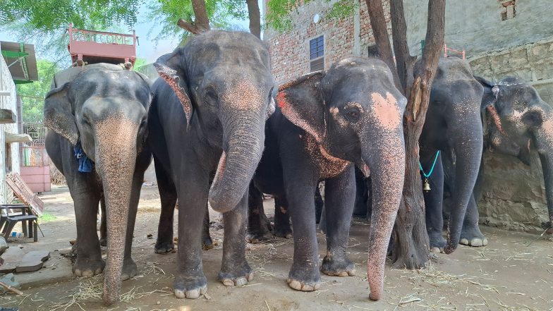 Business News | Humane Treatment for All Animals is the Call of the Hour, Says World Animal Protection