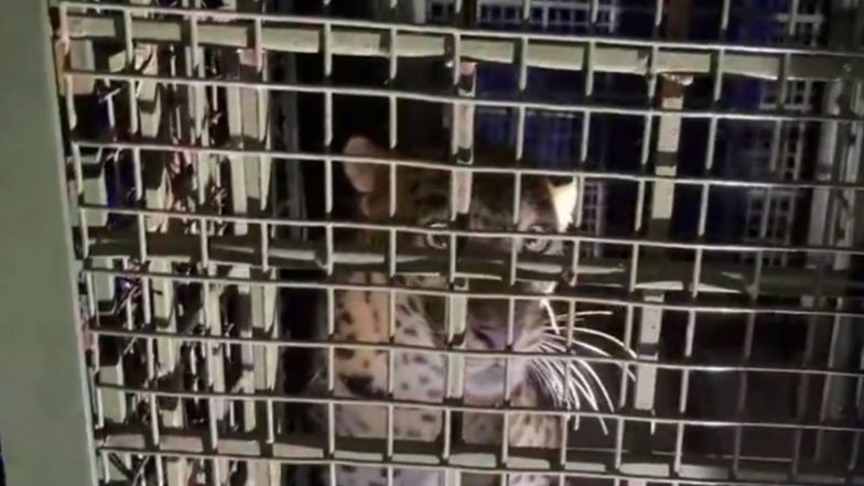 India News | Keralam: Leopard Trapped in Forest Department Installed Cage in Palakkad