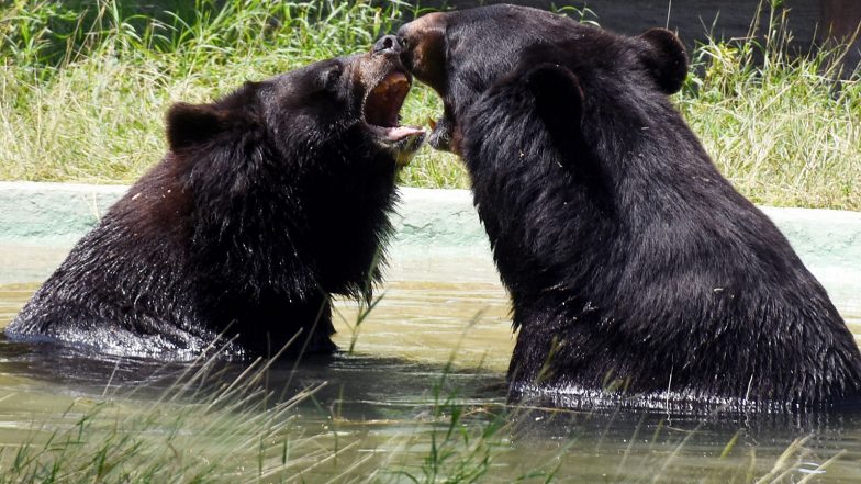 India News | Wildlife Institute of India to Estimate Numbers of All 4 Bear Species in India: Official