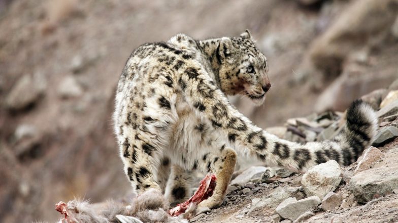 India News | India’s First Snow Leopard Survey Records 718 Across Himalayas, 477 in Ladakh: Kirti Vardhan Singh