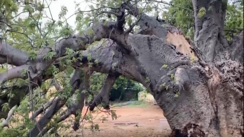India News | 350-year-old African Baobab Tree Splits in Thoothukudi: Alumni Urges District Administration for Urgent Conservation