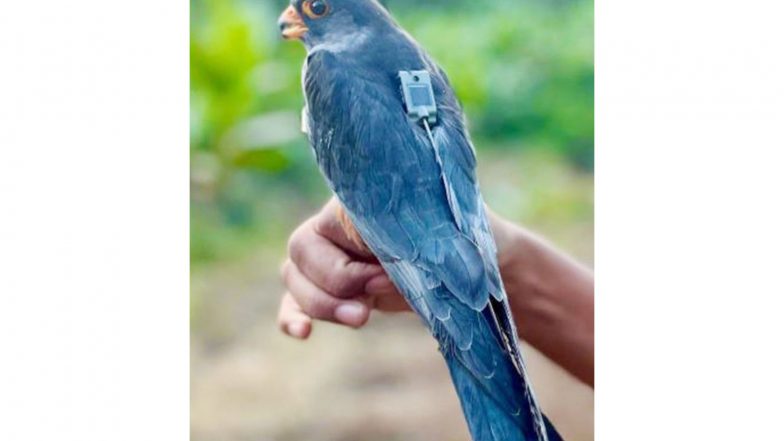 India News |  Amur Falcons Apapang, Alang Return to Manipur After Crossing 23 Countries