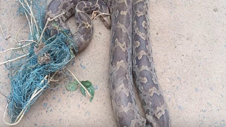 India News | Odisha: 8-foot Python Rescued from Fishing Net in Mayurbhanj Village, Released into Similipal Forest