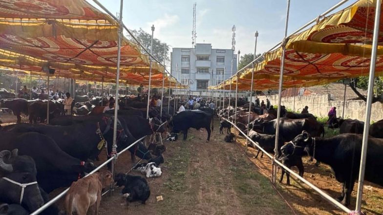 India News | ‘Integrated Dairy Development Scheme’ Empowers Tribal Women in Gujarat Towards Atmanirbharta