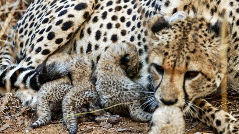 India News | 19-month-old Cheetah Cub Nirva Found Injured in Morena Forest, Rescued and Shifted to Kuno National Park
