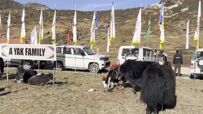 Entertainment News | Sikkim’s First Yak Festival Begins in Gnathang Valley, 400-500 Yaks Take Part